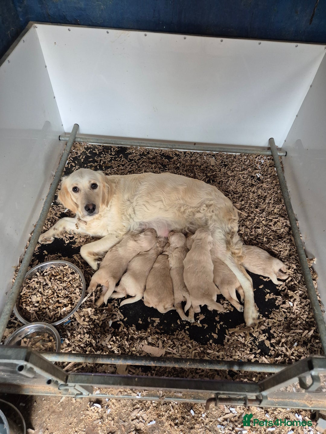 Golden Retriever dogs for sale: Dakota Sport Retriever Puppies  - Image 7