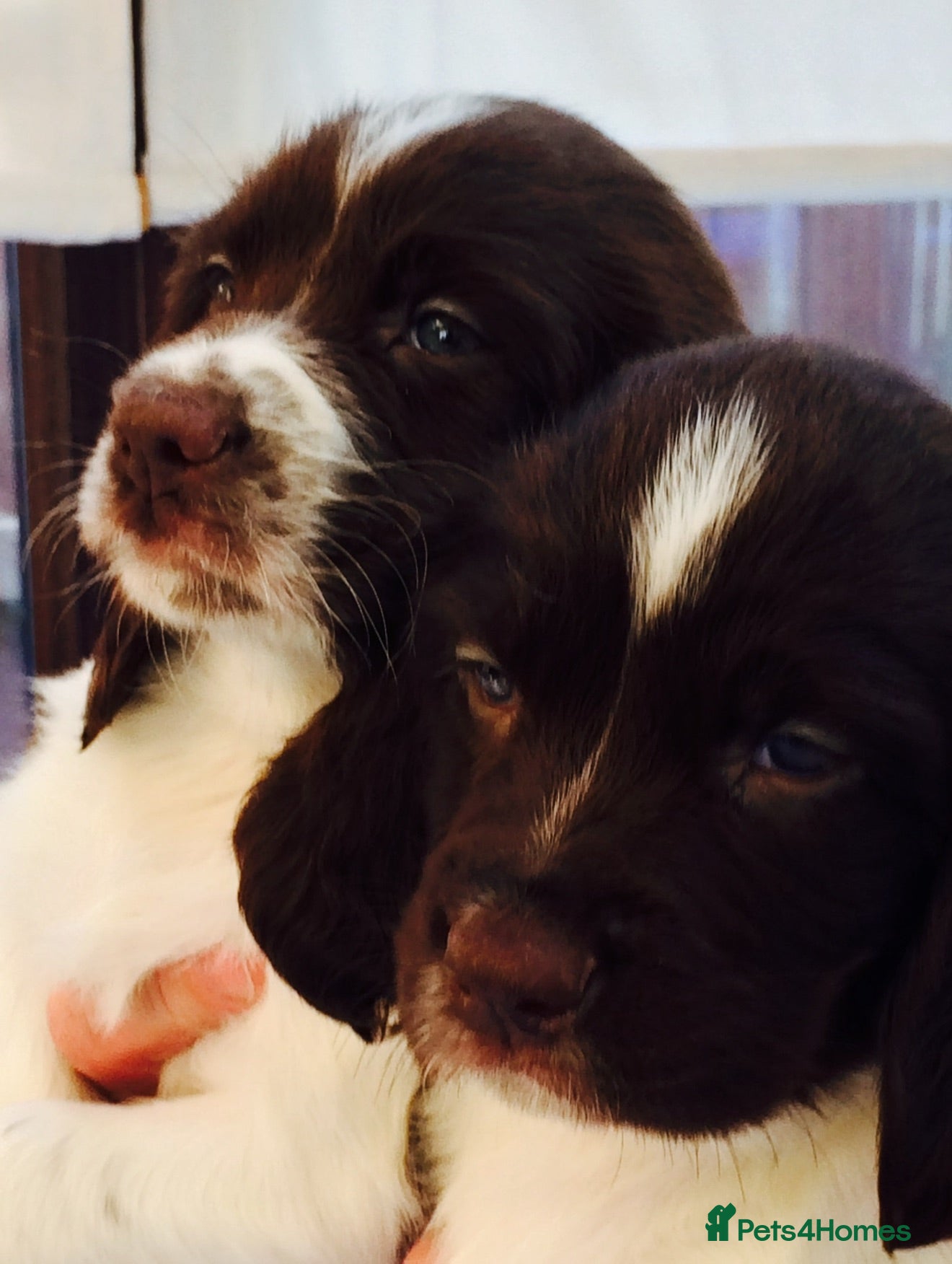 English Springer Spaniel dogs GORGEOUS ENGLISH SPRINGER SPANIEL PUPPIES - Advert 1
