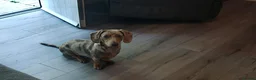 Miniature Dachshund dogs for stud: 6 generation KC stud - Advert 5