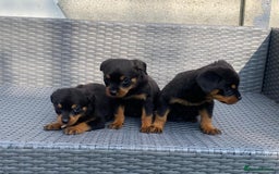Rottweiler dogs for sale: Beautiful Rottweilers - Image 14