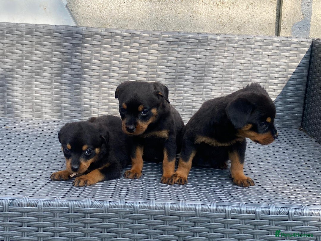 Rottweiler dogs for sale: Beautiful Rottweilers - Image 14