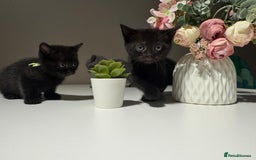 British Shorthair cats for sale: 🐾✨ 4 Tiny Superstars ✨🐾 - Image 7