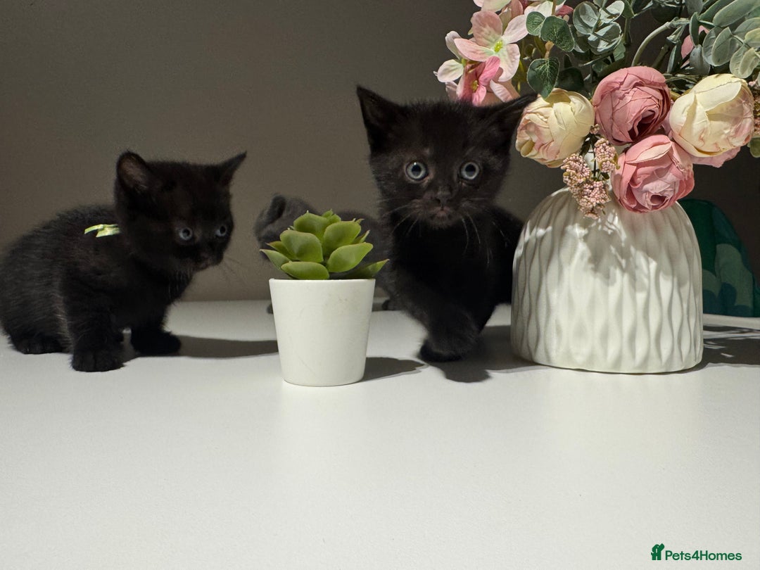 British Shorthair cats for sale: 🐾✨ 4 Tiny Superstars ✨🐾 - Image 7