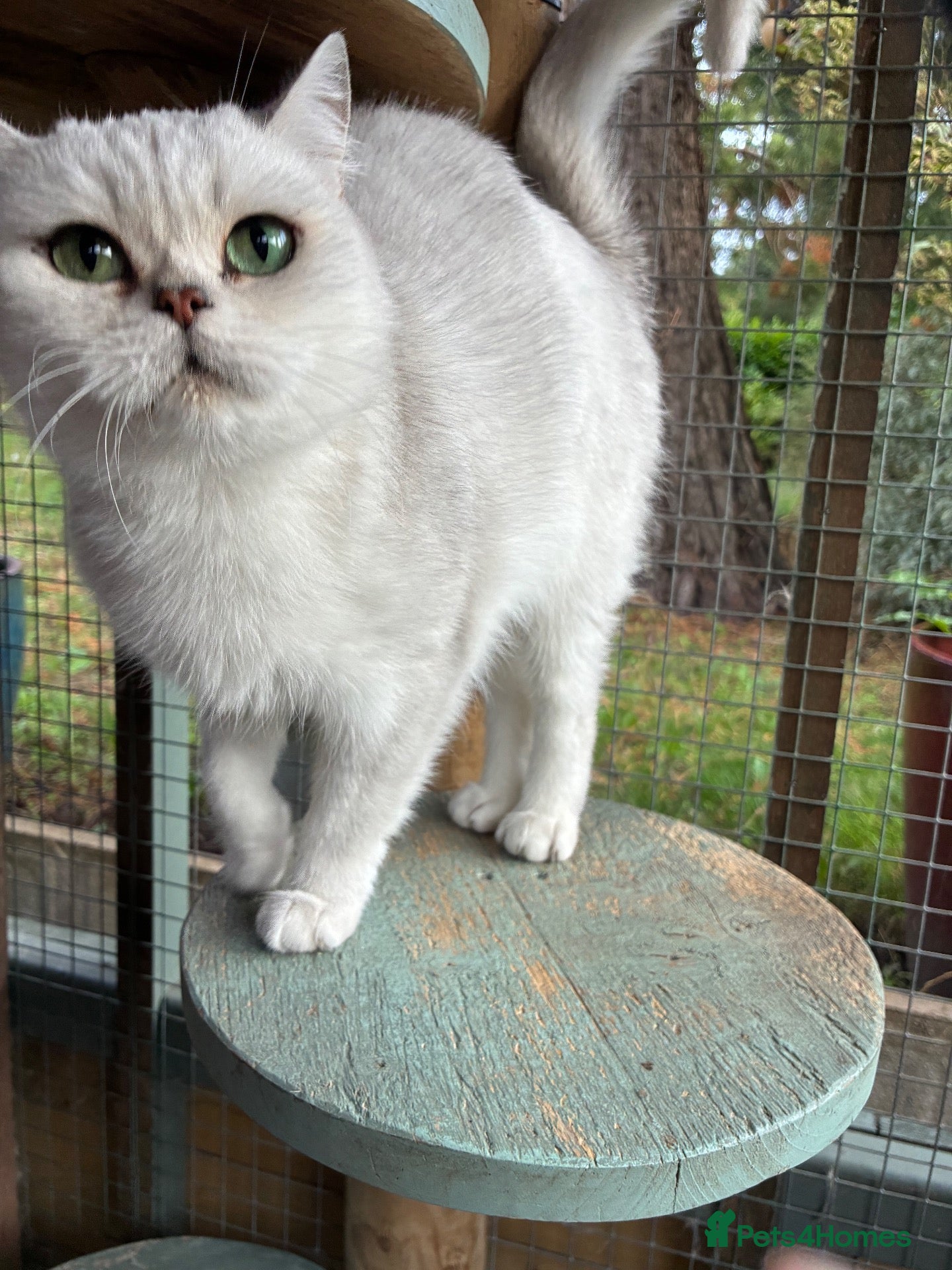 British Shorthair cats Beautiful Silver Tipped British Shorthair Female  - Advert 1