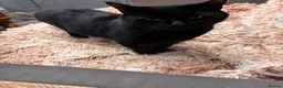 Bombay cats for sale: Bombay kitten - Advert 5