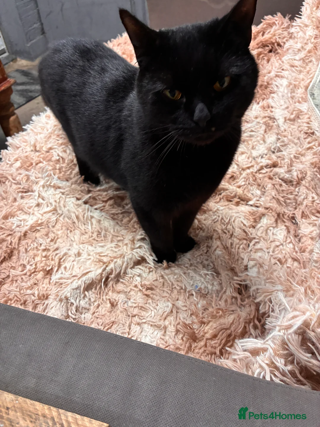 Bombay cats for sale: Bombay kitten - Advert 5