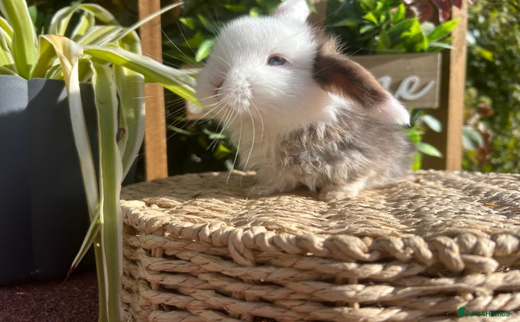 Mini Lop rabbits - Advert 2
