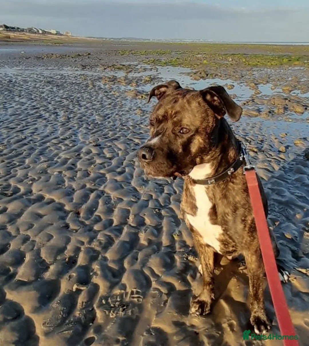 Mixed Breed dogs for sale: For re-home  - Advert 1
