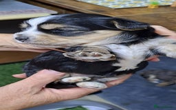Yorkshire Terrier dogs for sale: Biewers yorkshire terriers  - Image 10