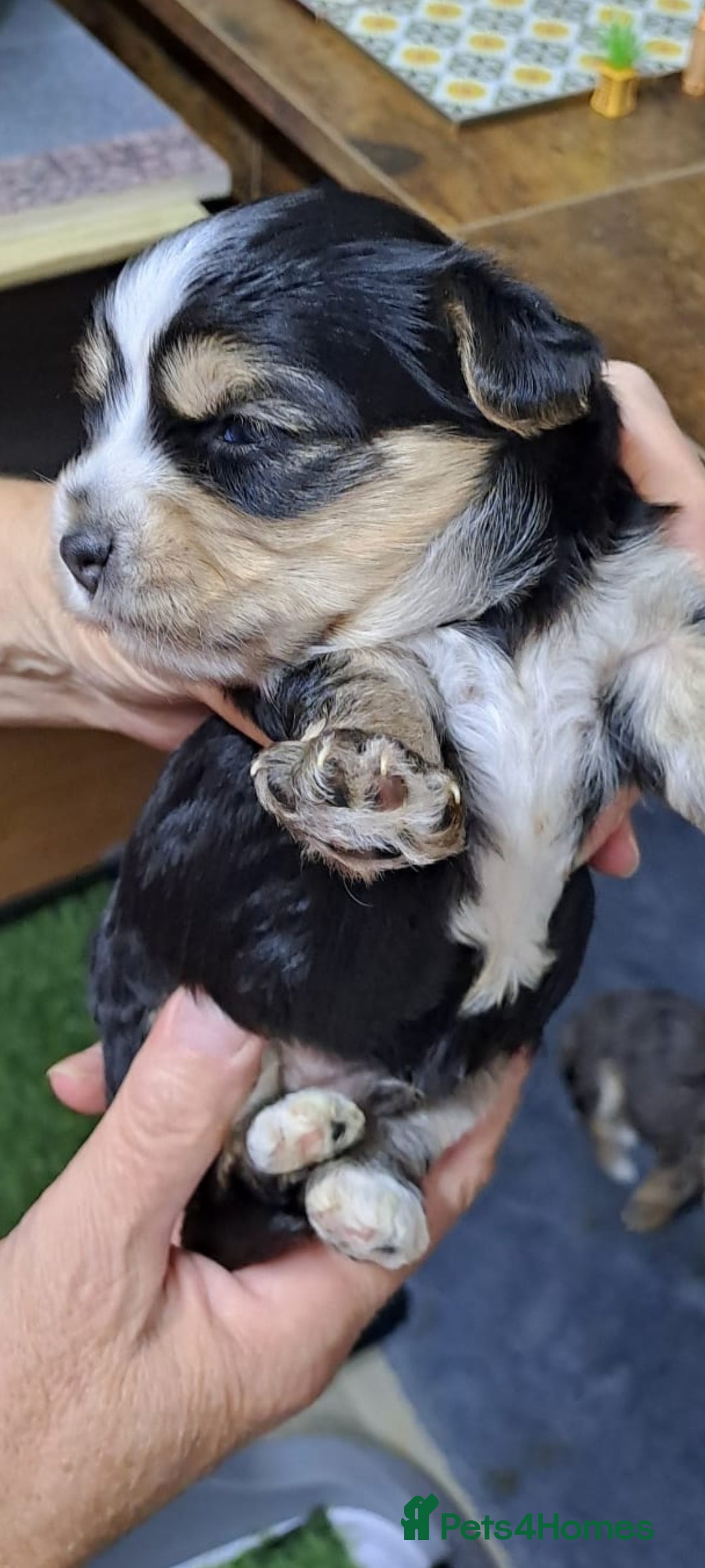 Yorkshire Terrier dogs for sale: Biewers yorkshire terriers  - Image 10