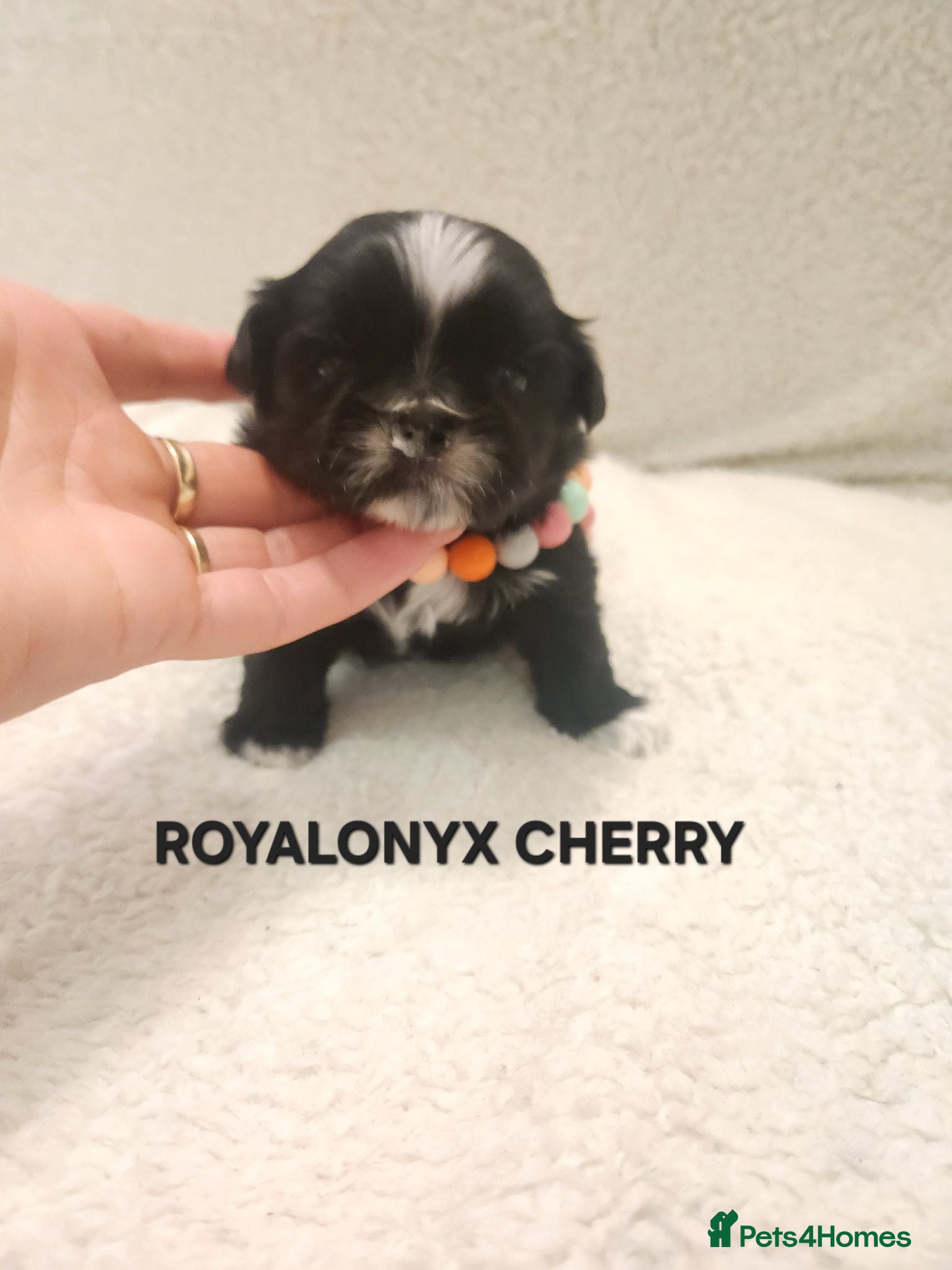 Shih Tzu dogs Shih tzu puppies imperial line  - Advert 1