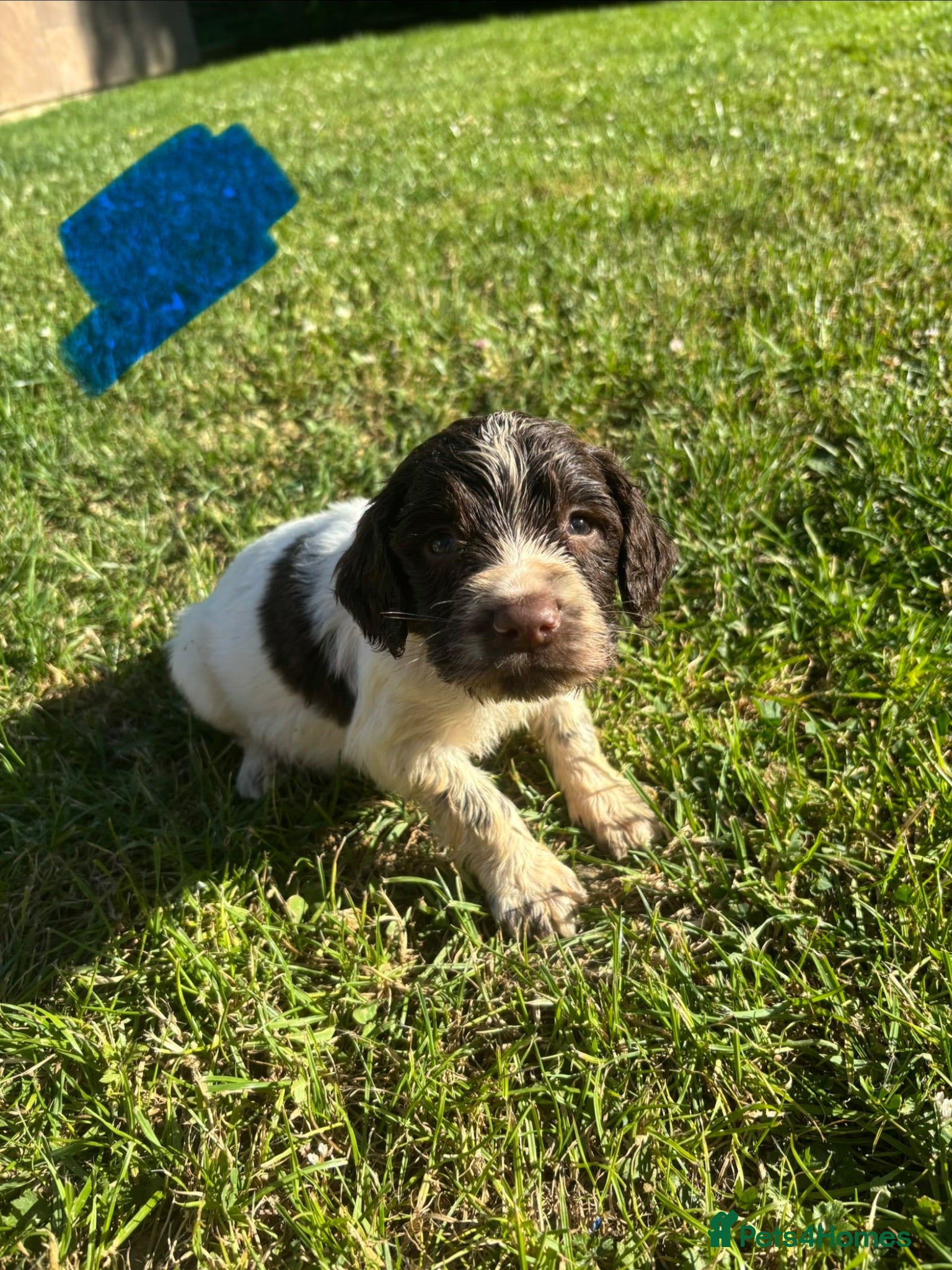 English Springer Spaniel dogs Springer Spaniel Puppies  - Advert 1