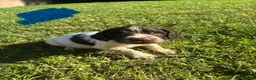English Springer Spaniel dogs for sale: Springer Spaniel Puppies  - Advert 1