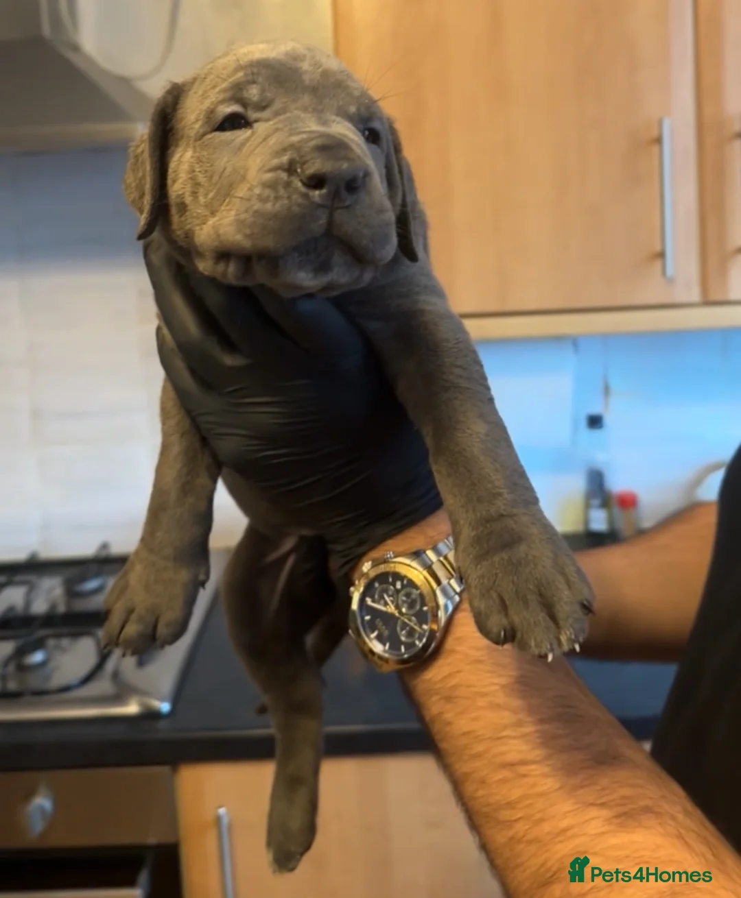 Cane Corso dogs for sale: Pure Blue Cane Corso puppies for sale - Advert 28