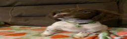 English Springer Spaniel dogs for sale: Springer Spaniel Puppies in Waterlooville - Advert 7