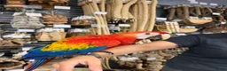 Macaws birds for sale: Beautiful baby handreared Scarlet Macaw  - Advert 3
