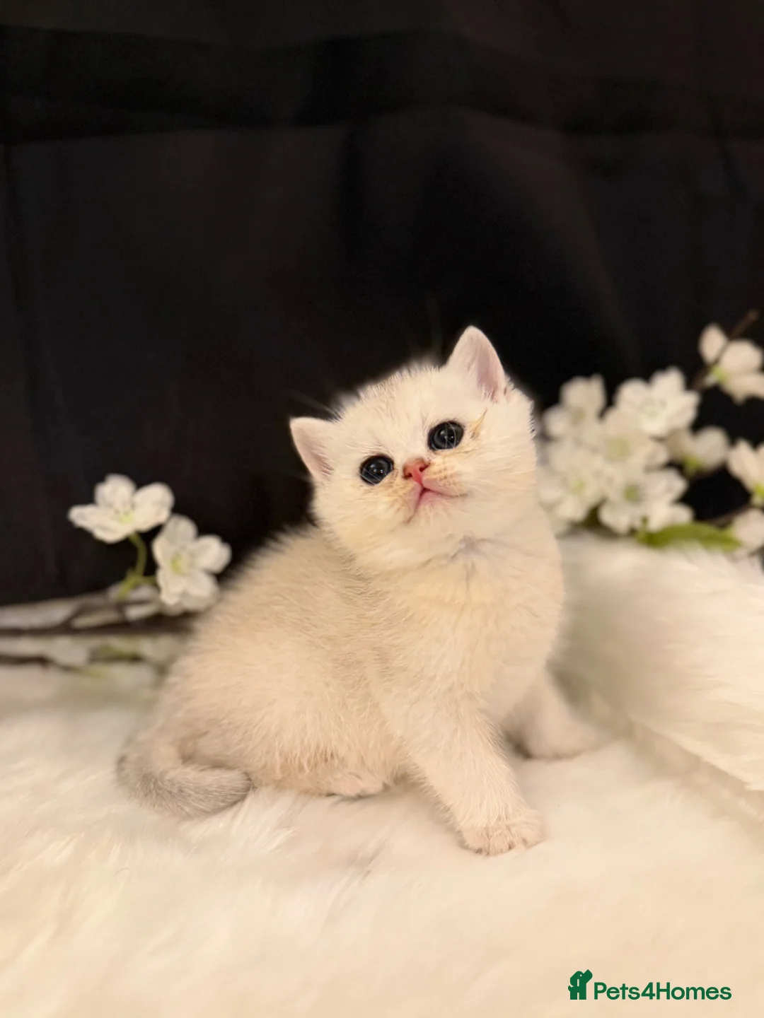 British Shorthair cats for sale: Golden & Silver BSH. 100% Pure pedigree Registered - Advert 2