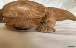 Labradoodle dogs for sale: Beautiful F3b Labradoodle Puppies - Image 17