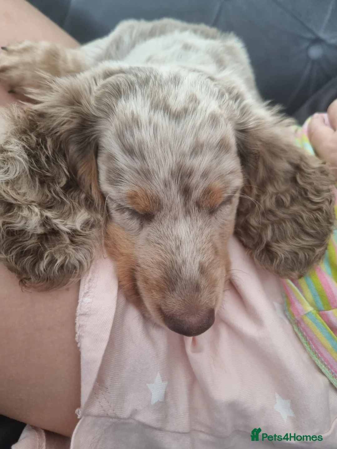 Miniature Dachshund dogs for stud: BLUE DAPPLE PIEBALD STUD CARRYING LONG HAIR CHOCO in Liverpool - Advert 35