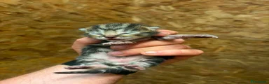 Mixed Breed 1