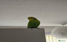 Budgerigars birds for sale: Young Male budgie  - Image 1