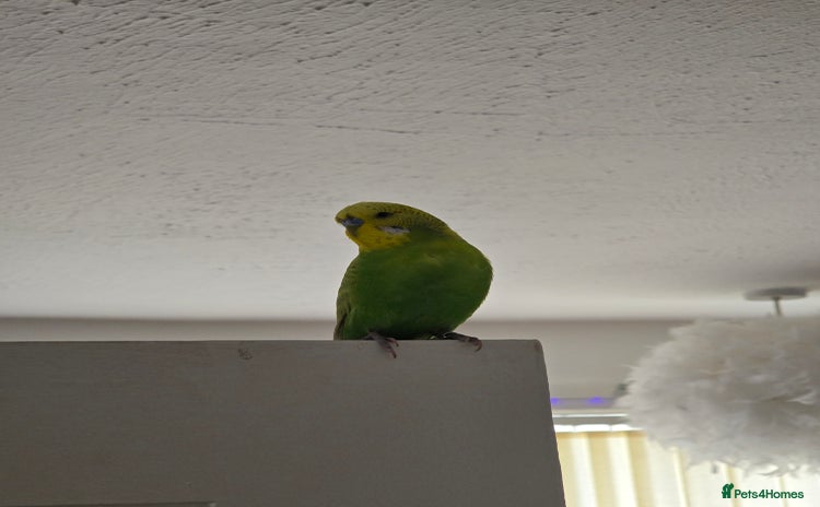 Budgerigars birds - Advert 8