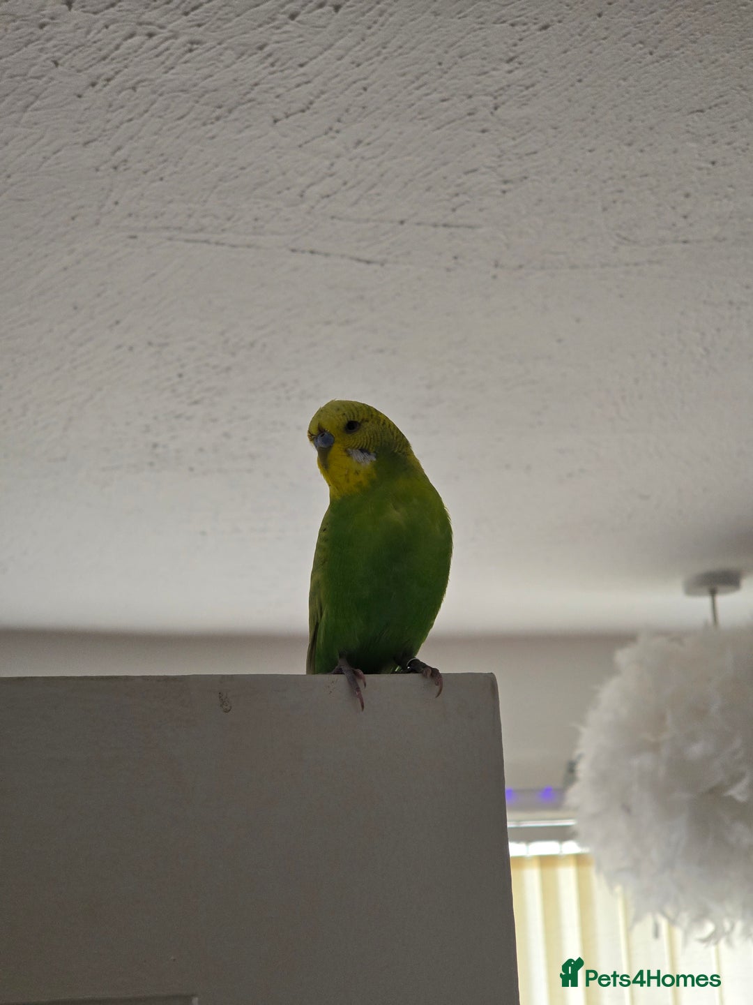 Budgerigars birds for sale: Young Male budgie  - Image 1