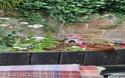 Hens poultry for sale:  FREE chickens 2 Rhode island Reds & 2 Leghorns - Image 11