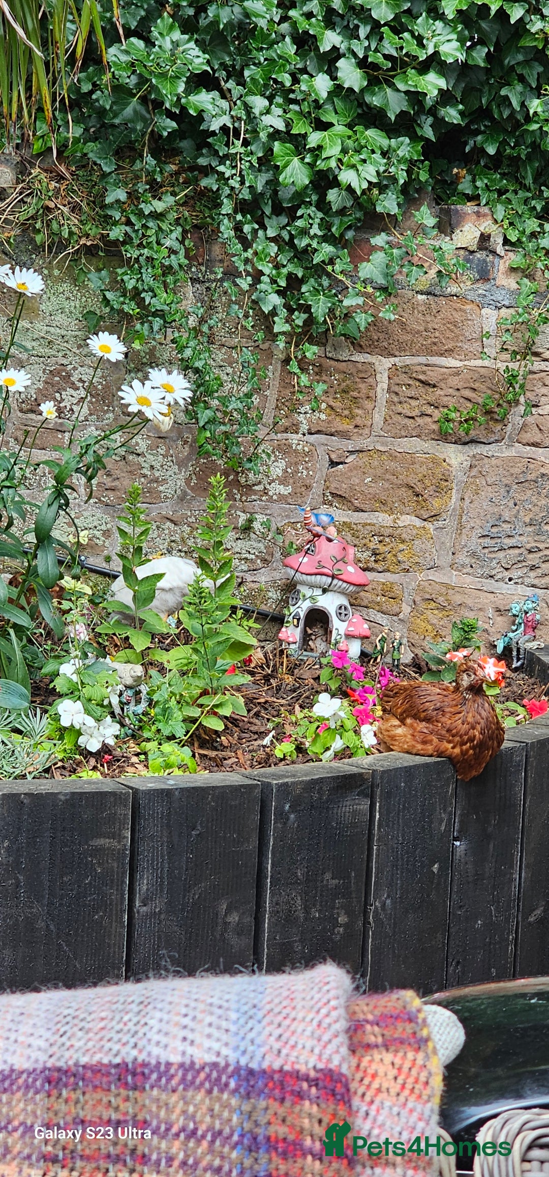 Hens poultry for sale:  FREE chickens 2 Rhode island Reds & 2 Leghorns - Image 11