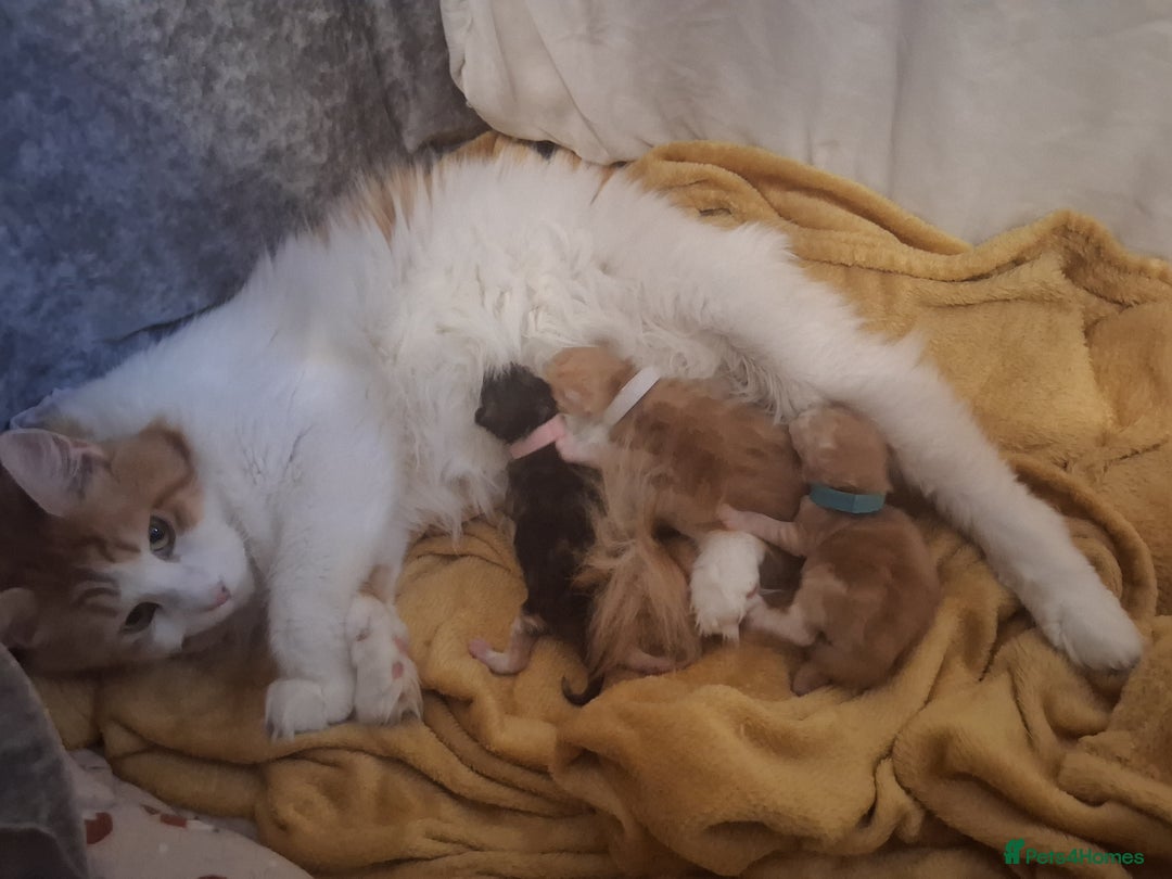 Maine Coon cats for sale: MAINECOON KITTENS AVAILABLE  - Image 3