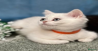British Shorthair cats - Advert 8