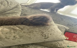 Shih Tzu dogs for sale: Tiny small lilac imperial babies - Image 2