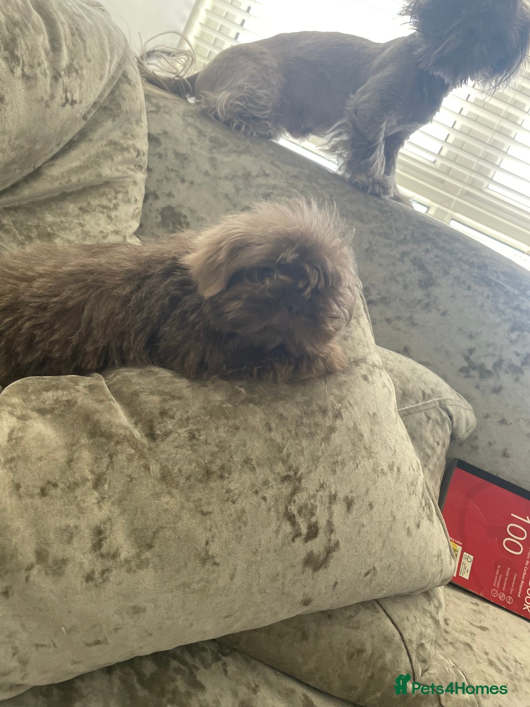 Shih Tzu dogs for sale: Tiny small lilac imperial babies - Image 2