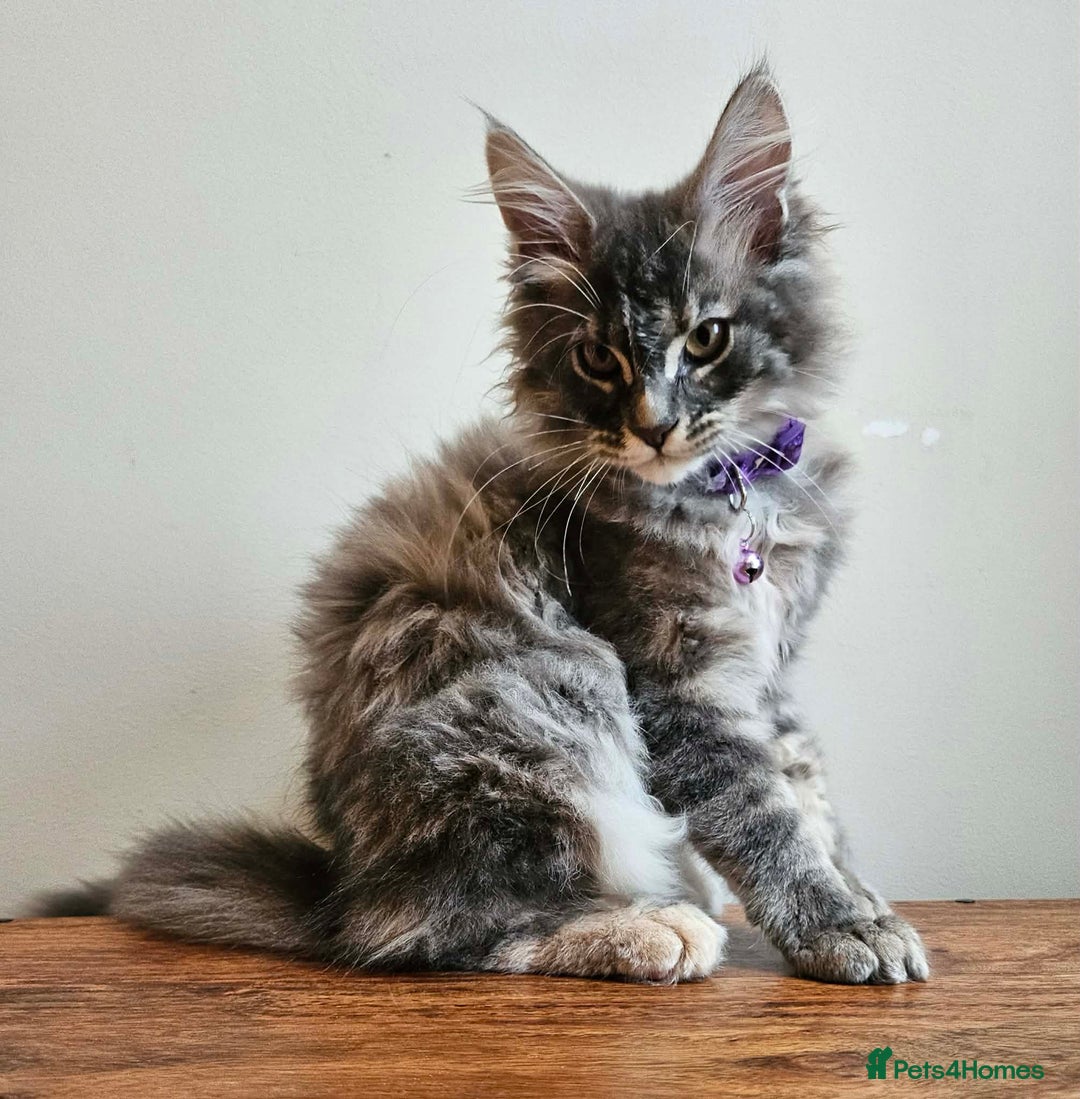 Maine Coon cats for sale: XXL Champion Line Maine Coons – Rare, Very Fluffy! - Advert 13
