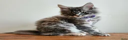 Maine Coon cats for sale: XXL Champion Line Maine Coons – Rare, Very Fluffy! - Advert 14