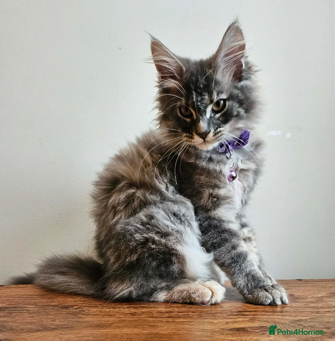 Maine Coon cats for sale: XXL Champion Line Maine Coons – Rare, Very Fluffy! - Advert 14