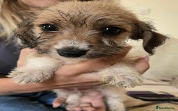 Dachshund dogs for sale: Dachshund x cavachon pups for sale - Image 18