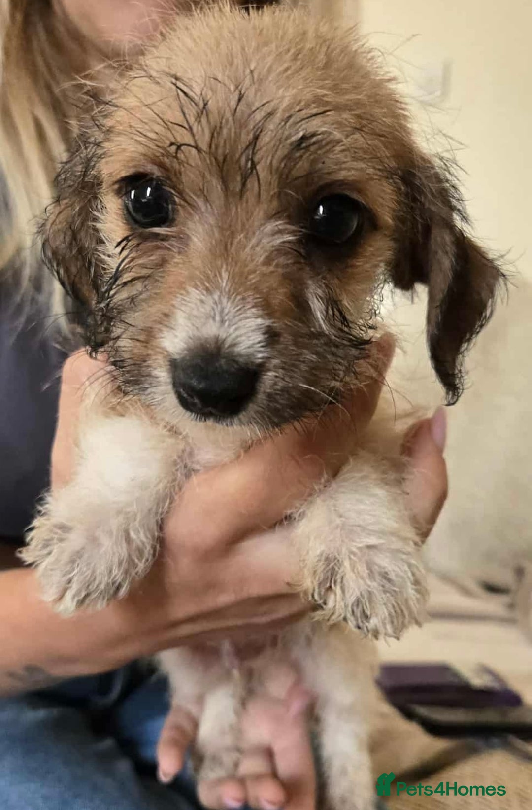 Dachshund dogs for sale: Dachshund x cavachon pups for sale - Image 18