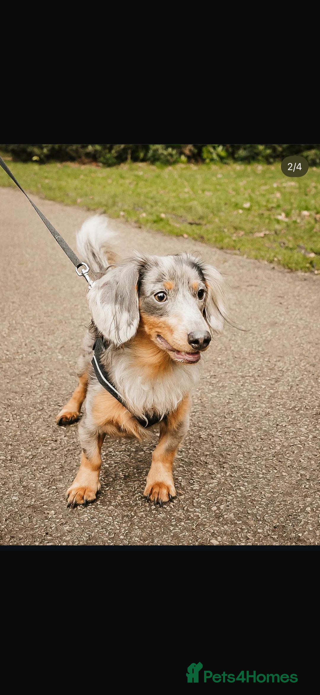 Dachshund dogs for sale: Miniature longhair dachshund puppies kc reg - Advert 11