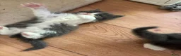 Ragdoll cats for sale: Ragdoll x British Shorthair  - Advert 9