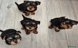 Yorkshire Terrier dogs for sale: Adorable Yorkie Puppies Ready for Loving Homes - Image 1