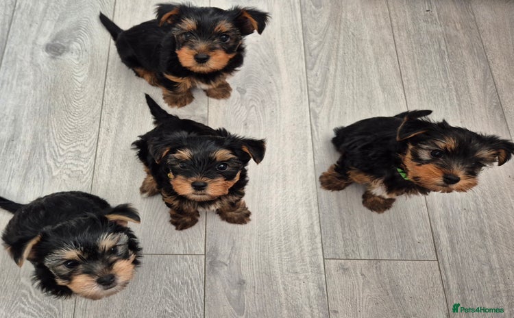 Yorkshire Terrier dogs - Advert 1