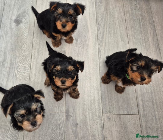 Yorkshire Terrier dogs - Advert 9