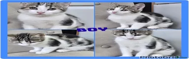 Mixed Breed 3
