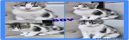 Mixed Breed cats for sale: X4 lovely kittens looking for there forever homes in Witham - Advert 7
