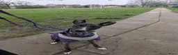 Lurcher dogs for adoption: Splash - Advert 3