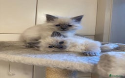 Ragdoll cats for sale: Amazing top Quality Ragdolls  - Image 2