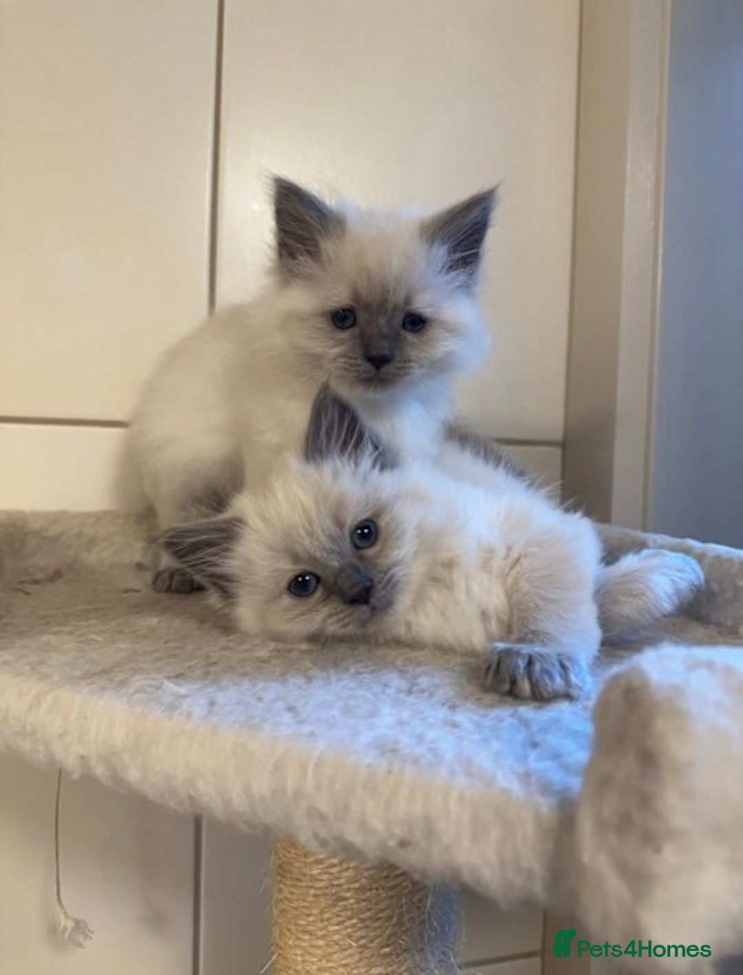 Ragdoll cats for sale: Amazing top Quality Ragdolls  - Image 2