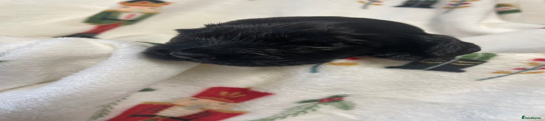 Cocker Spaniel Puppy 3