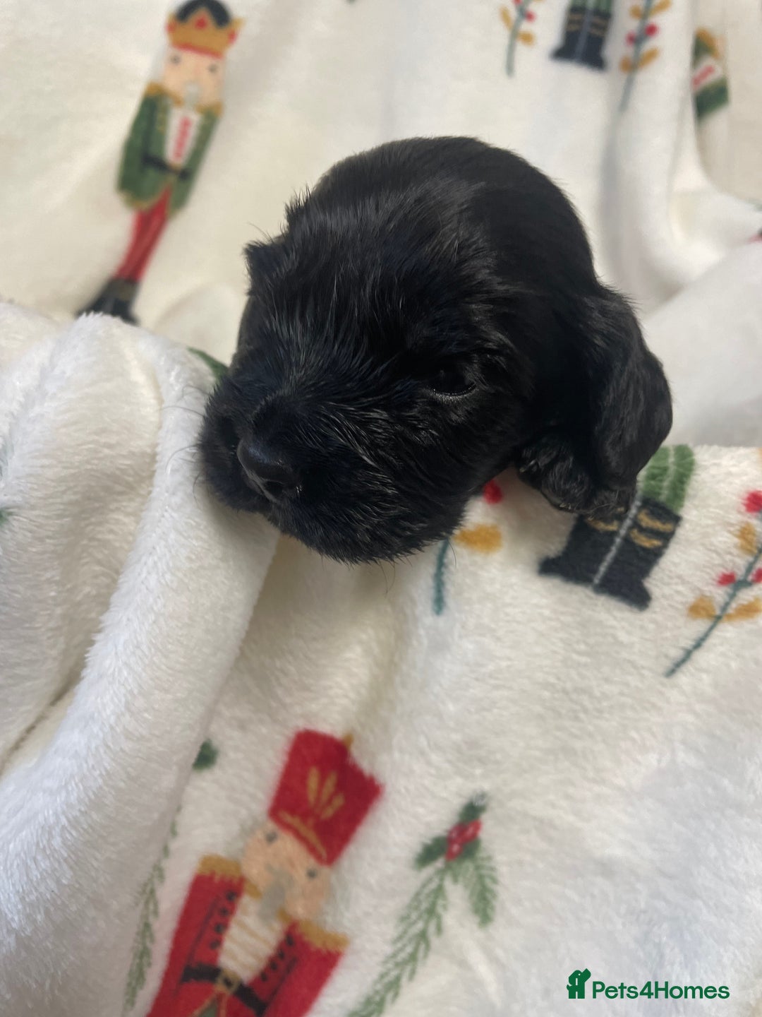 Cocker Spaniel dogs for sale: Cockers  - Advert 5